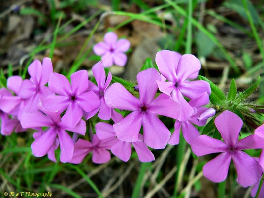 {Phlox amoena}